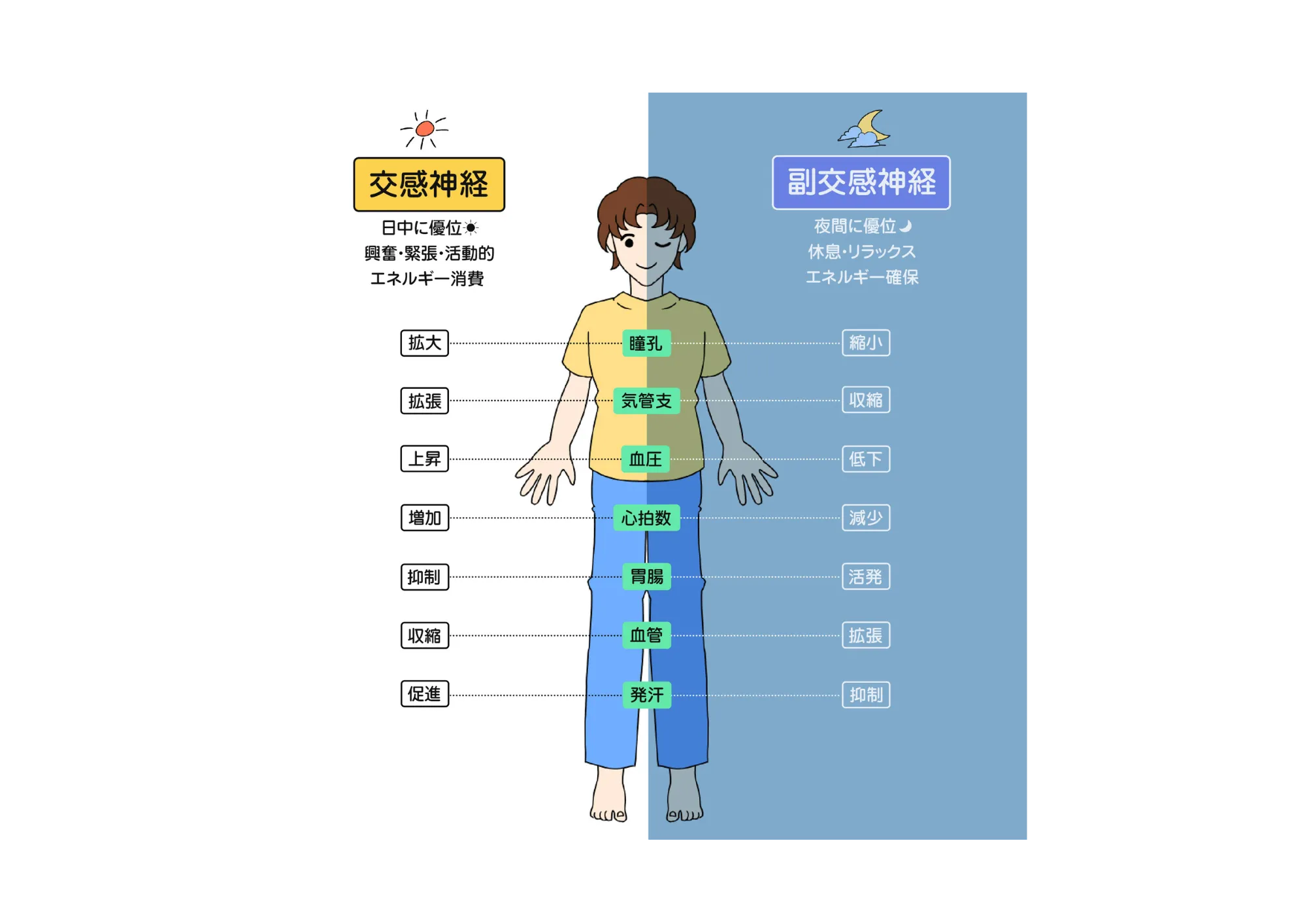 要約2